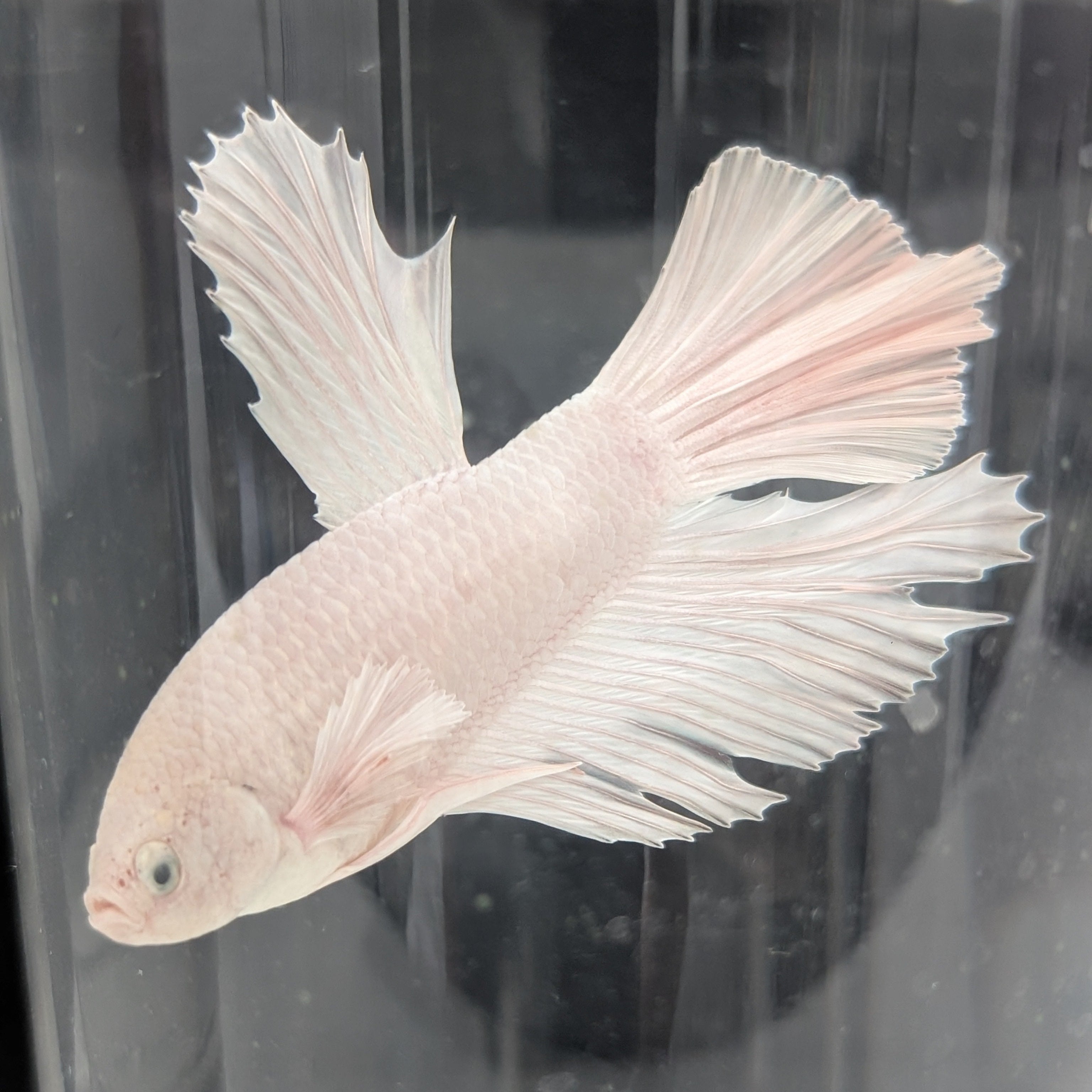 White Dumbo Betta