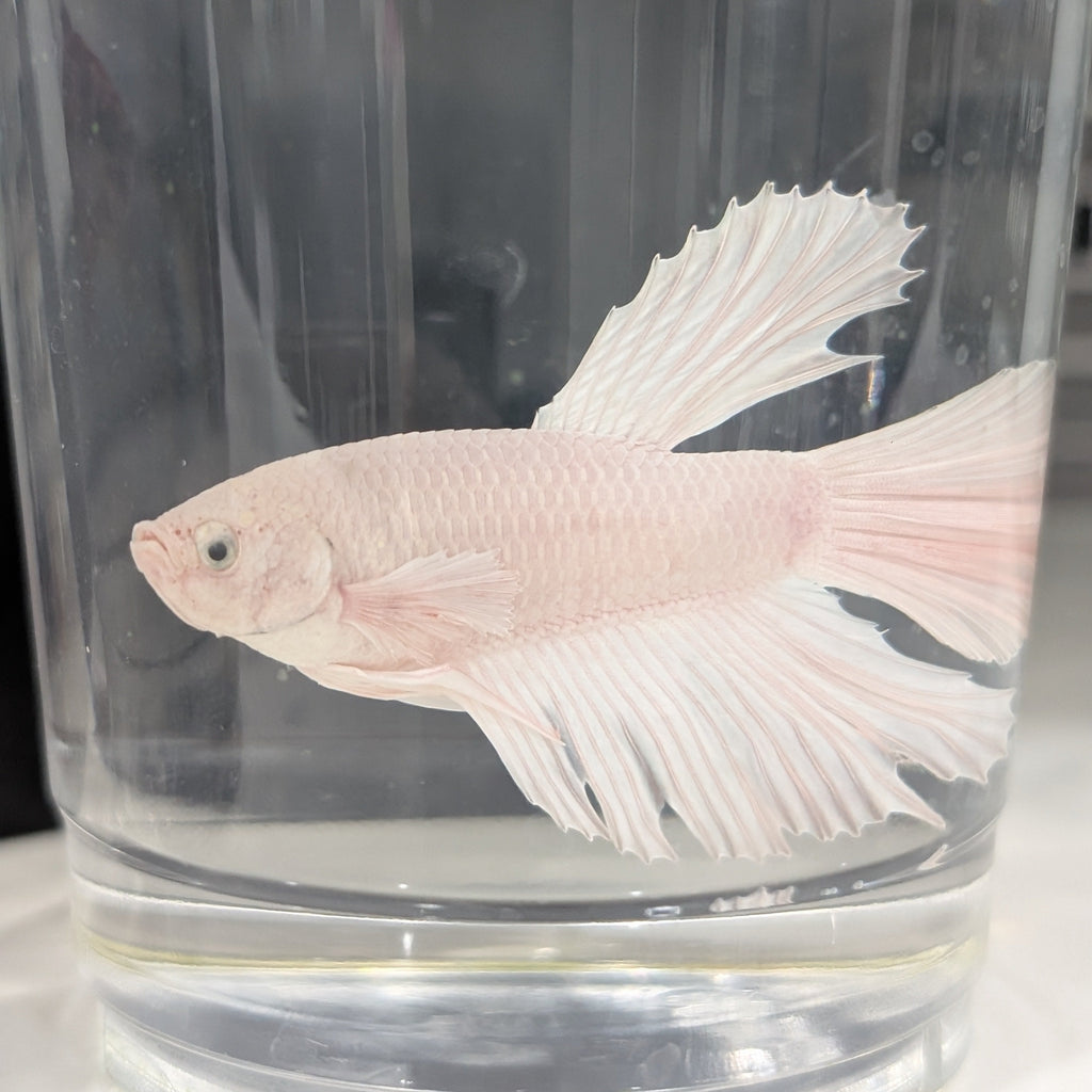 White Dumbo Betta