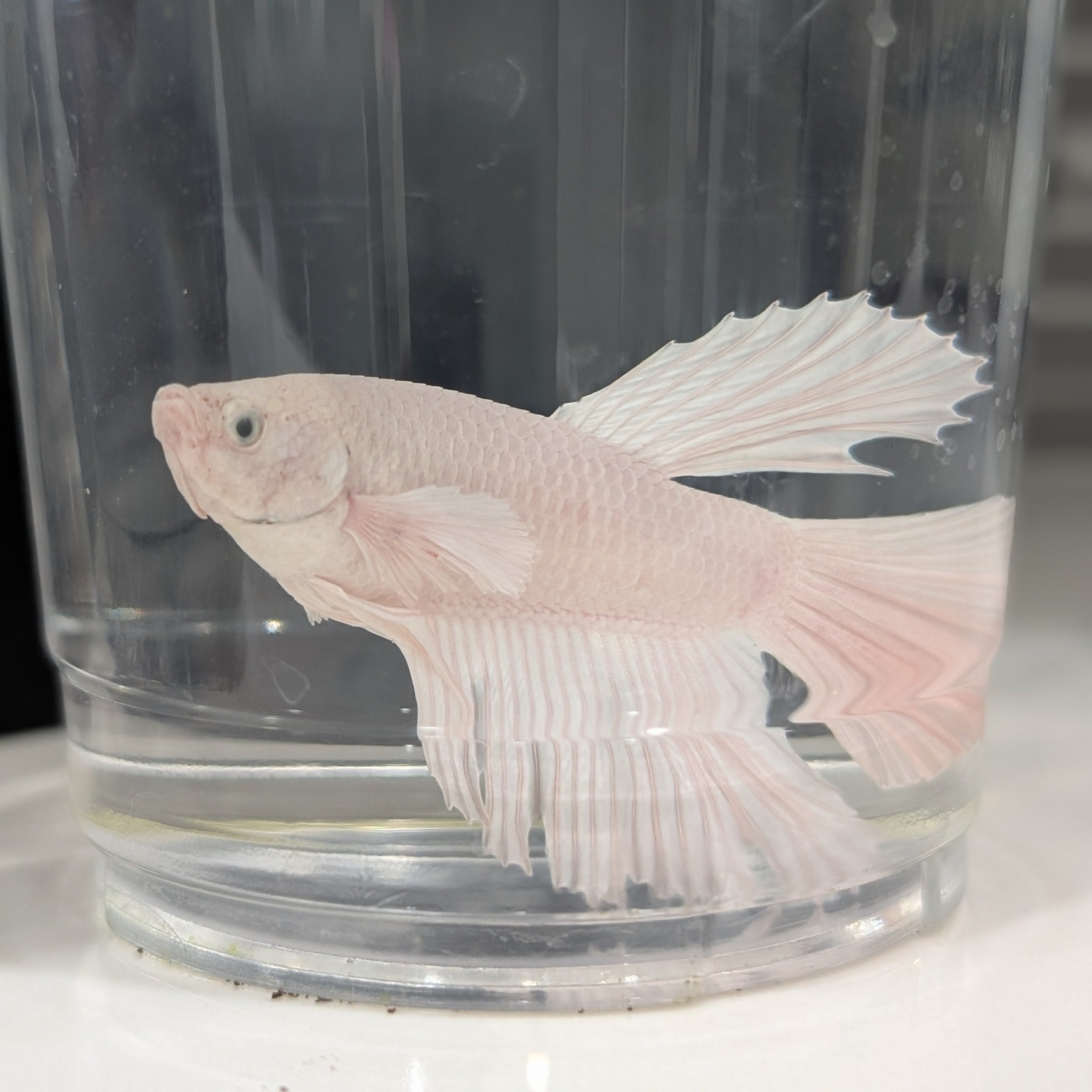 White Dumbo Betta