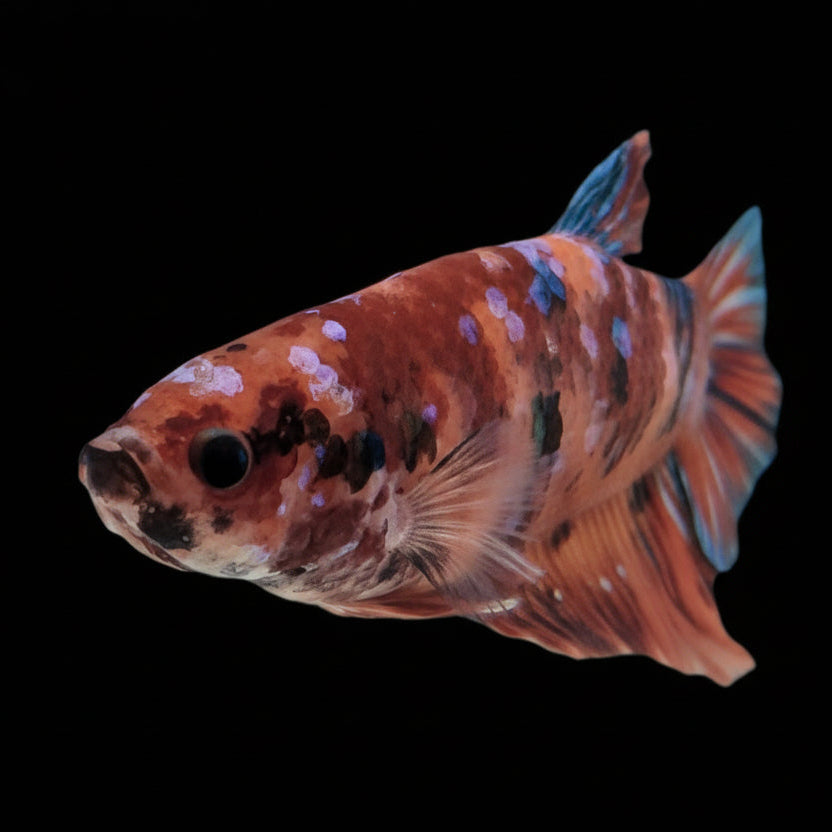 Koi Betta
