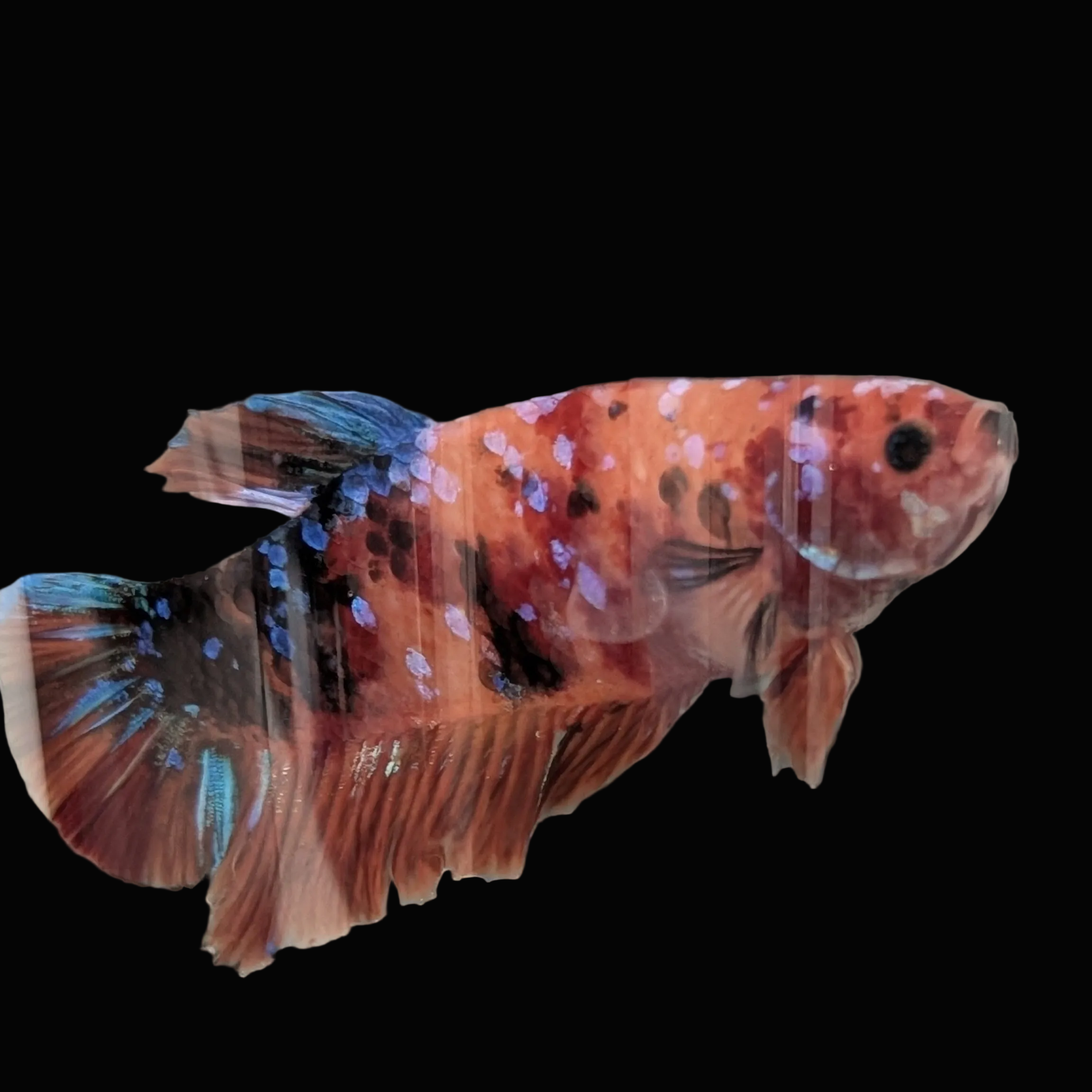Koi Betta