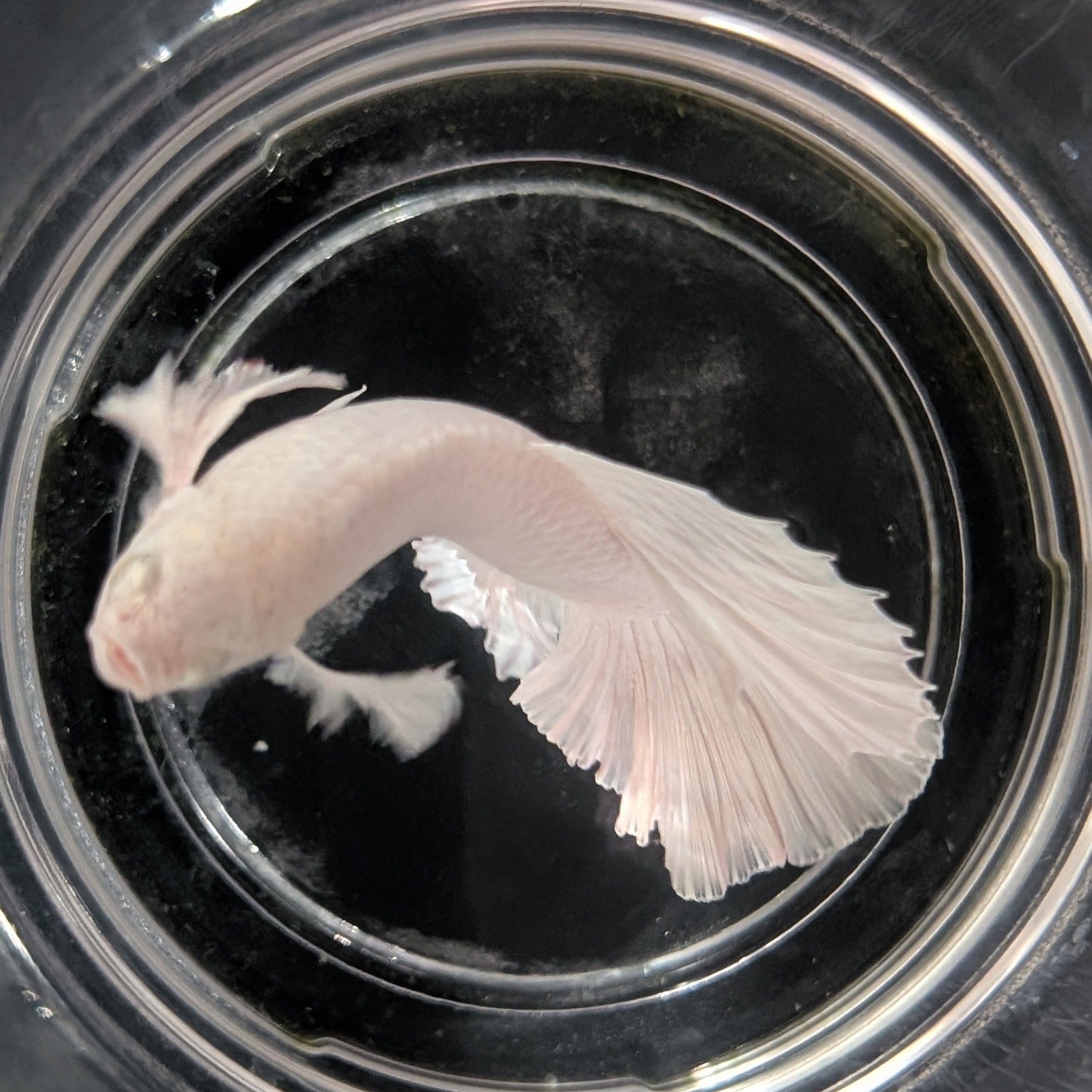 White Dumbo Betta