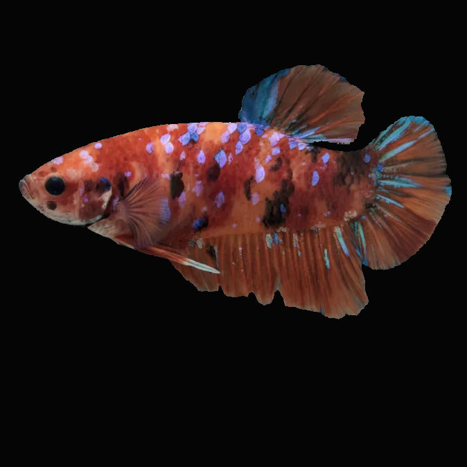 Koi Betta