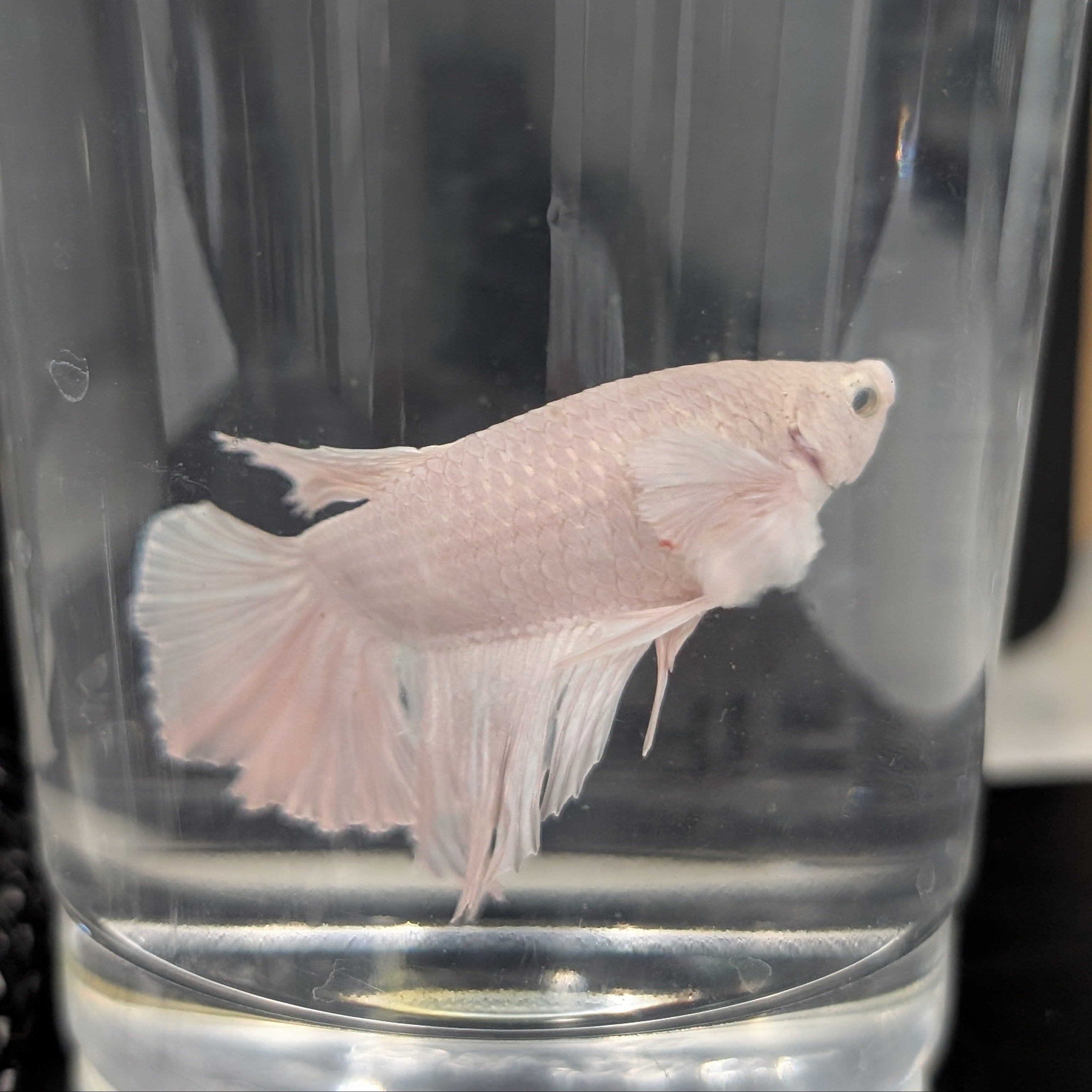 White Dumbo Betta