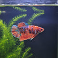 Koi Betta – Stunning Koi-Patterned Betta Fish