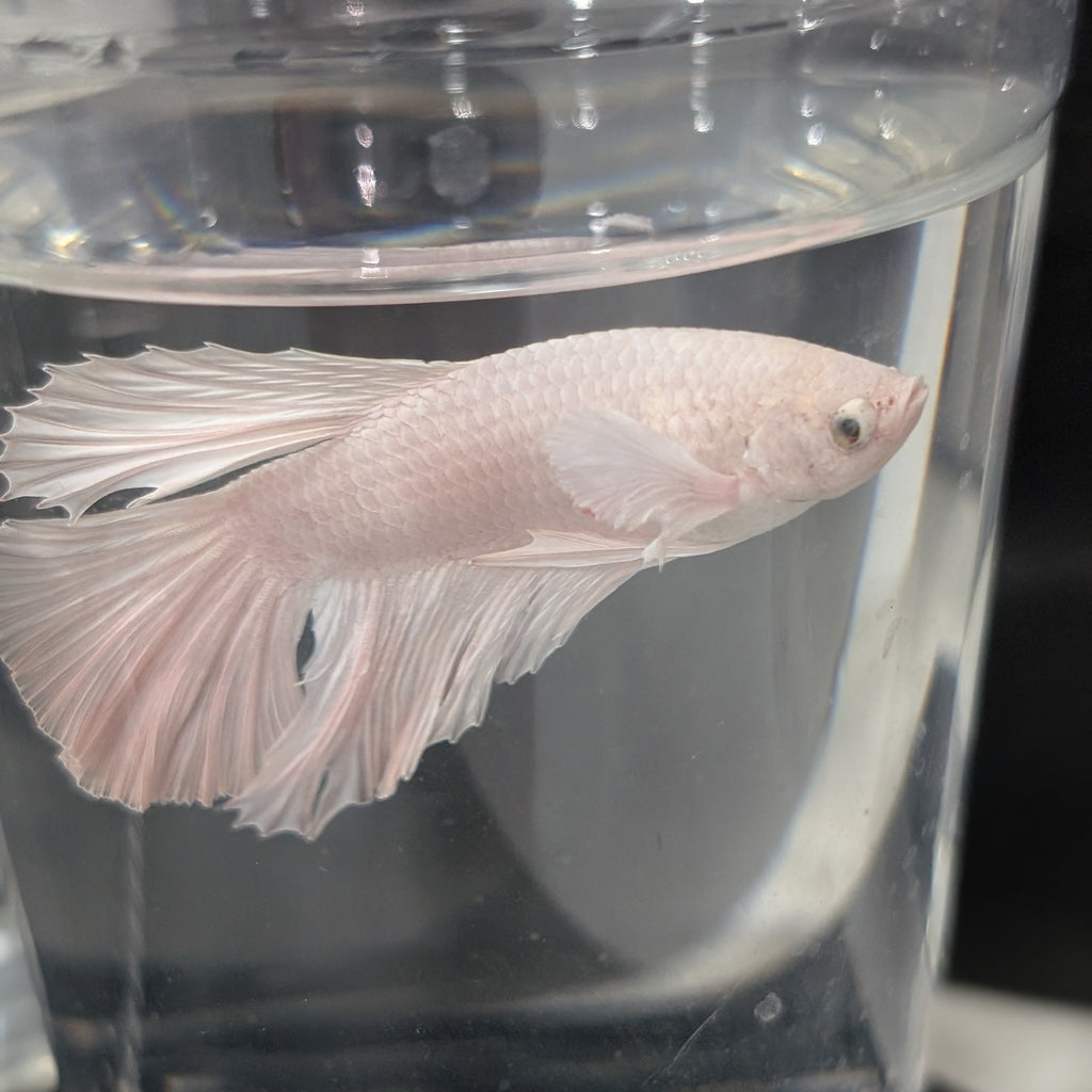 White Dumbo Betta