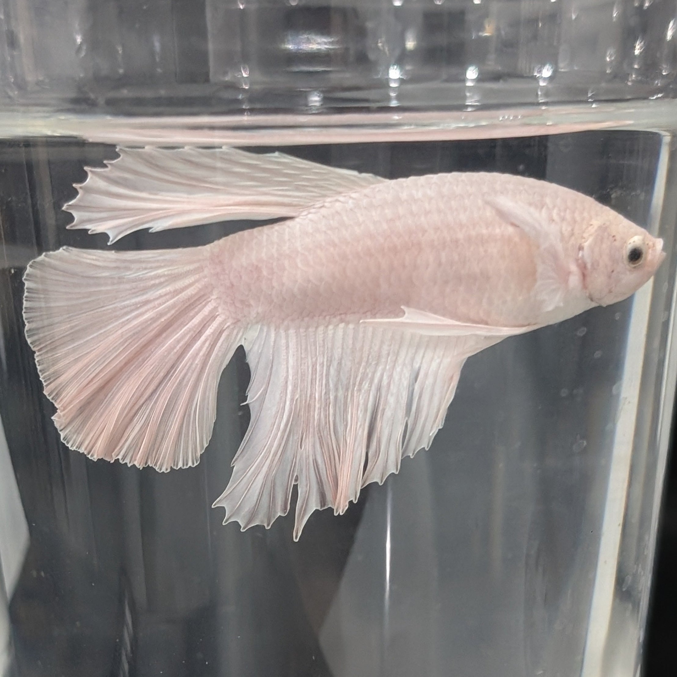 White Dumbo Betta