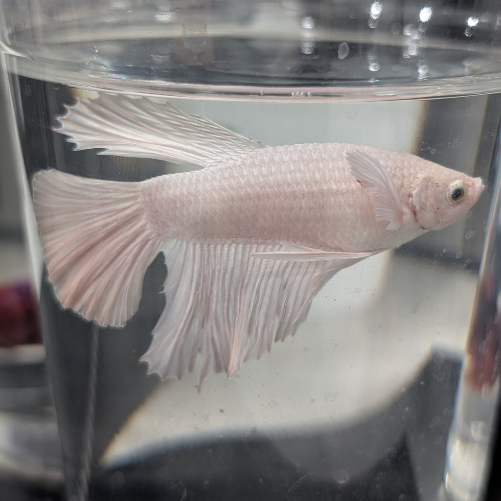 White Dumbo Betta