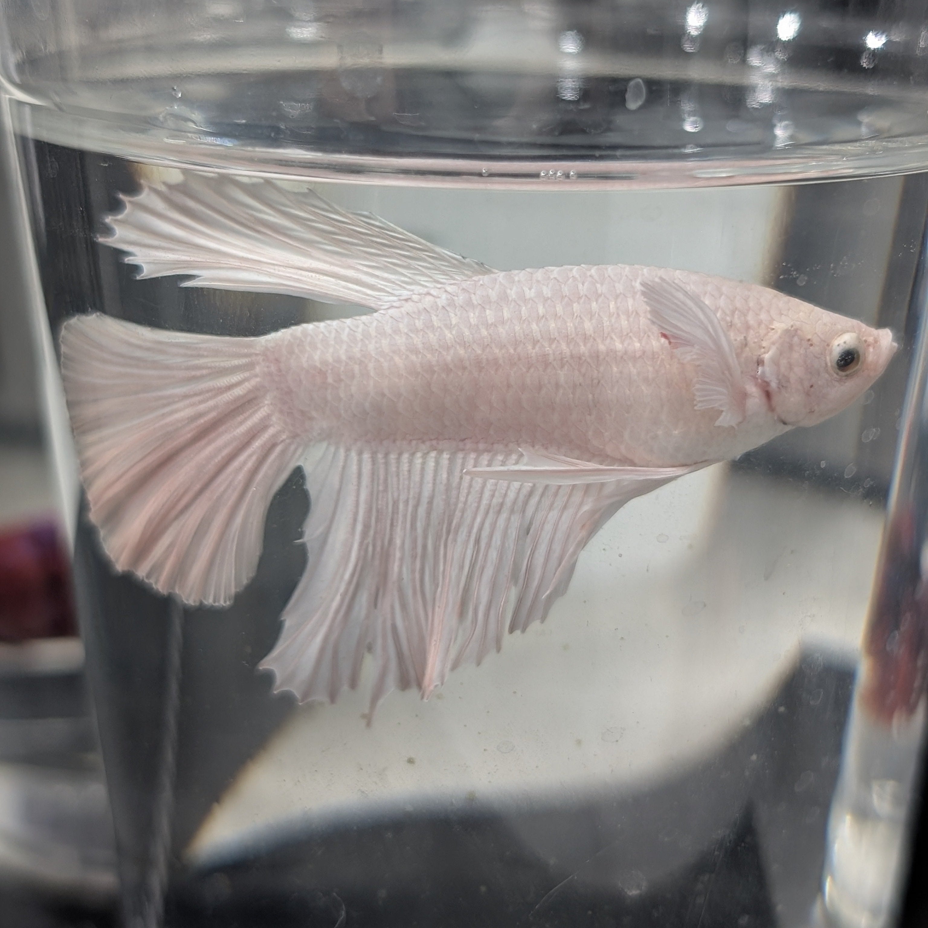 White Dumbo Betta