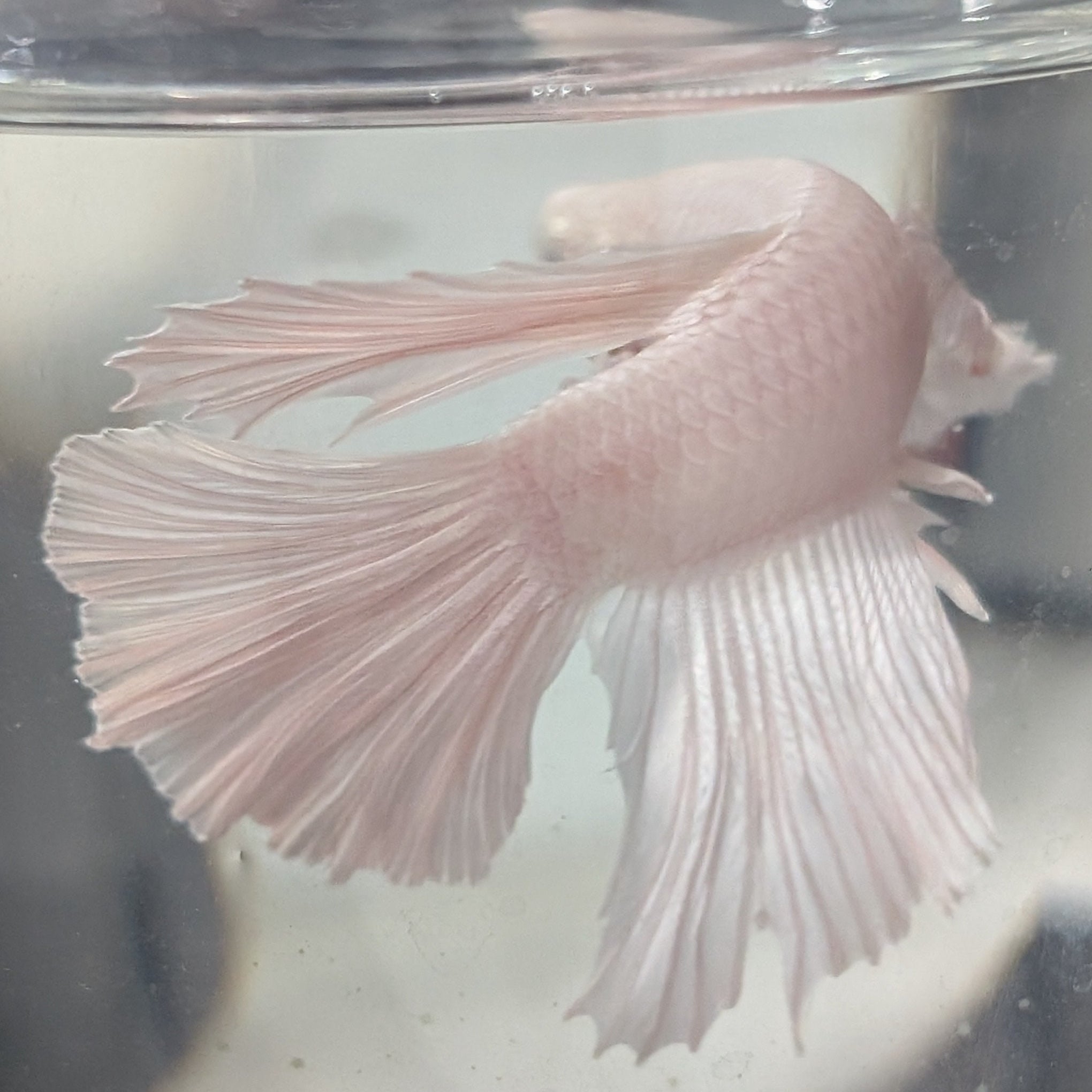 White Dumbo Betta