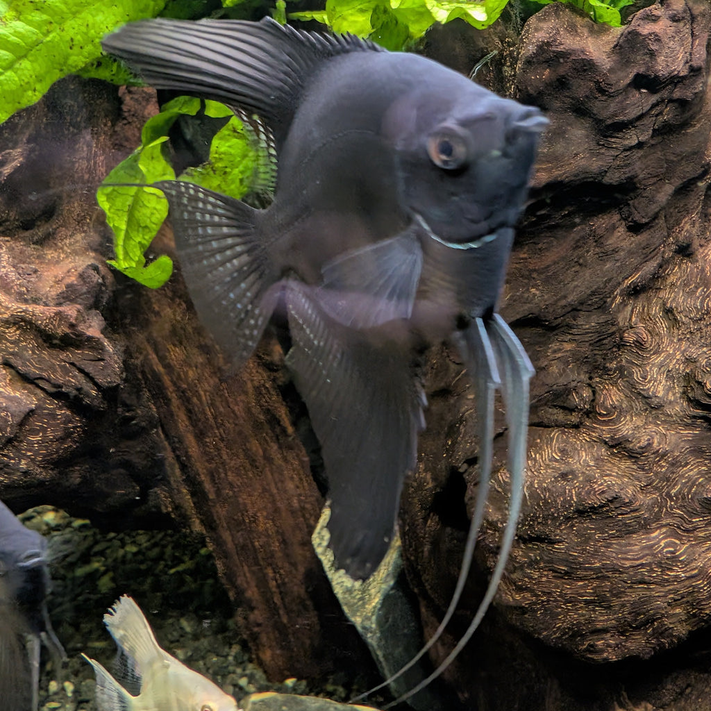 Black Angelfish – Striking Deep-Black Freshwater Showpiece