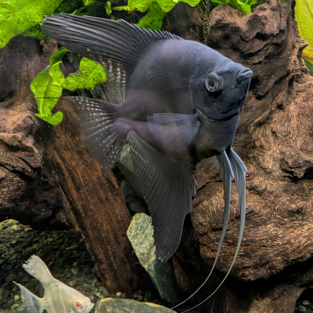 Black Angelfish – Striking Deep-Black Freshwater Showpiece