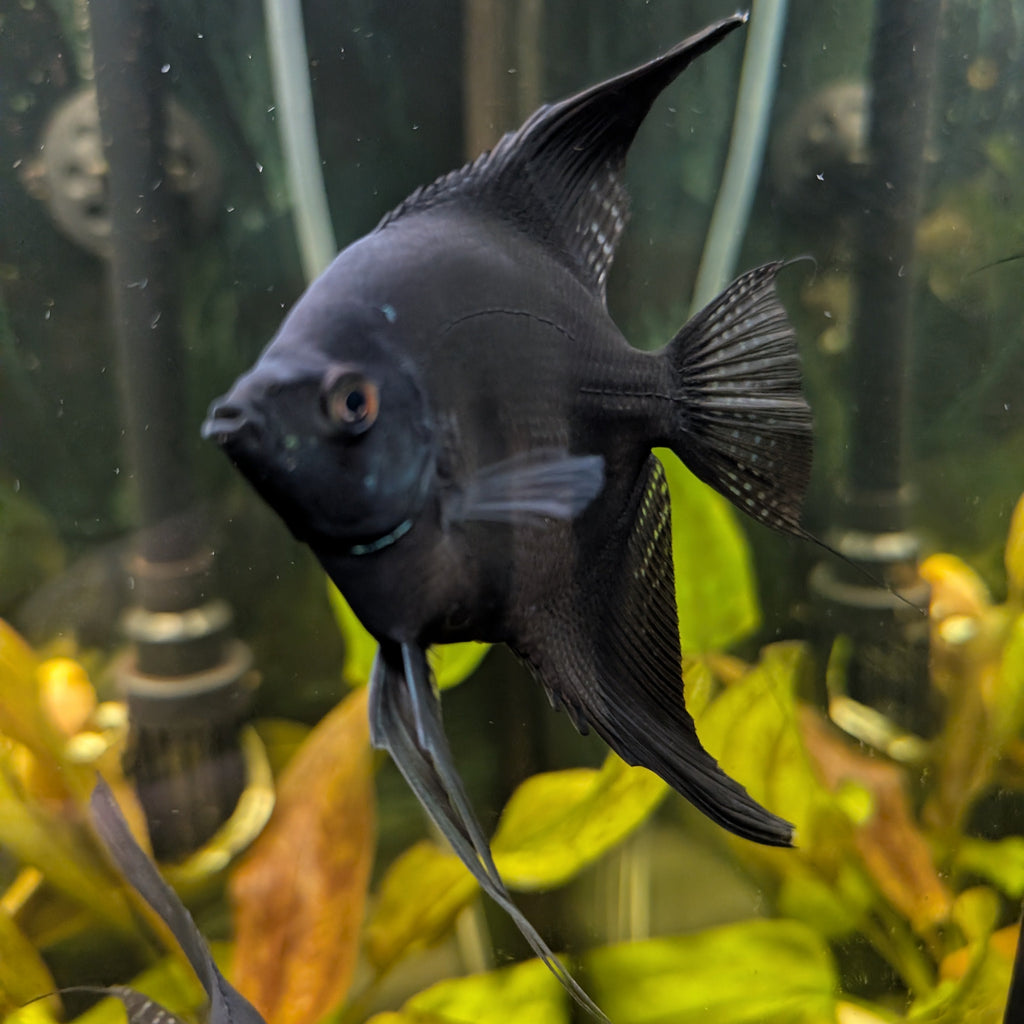 Black Angelfish – Striking Deep-Black Freshwater Showpiece