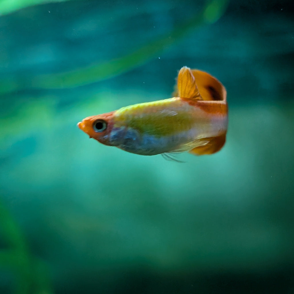Koi Guppy Pair