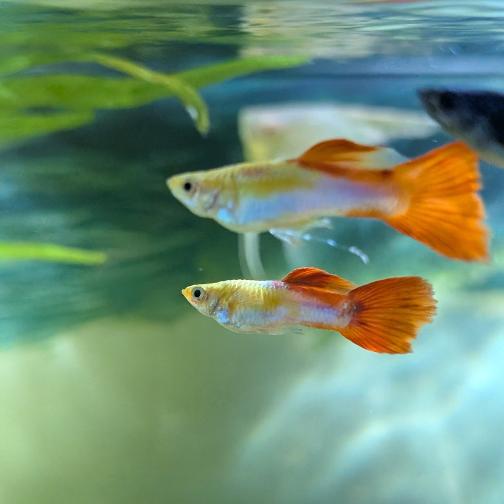 Koi Guppy Pair