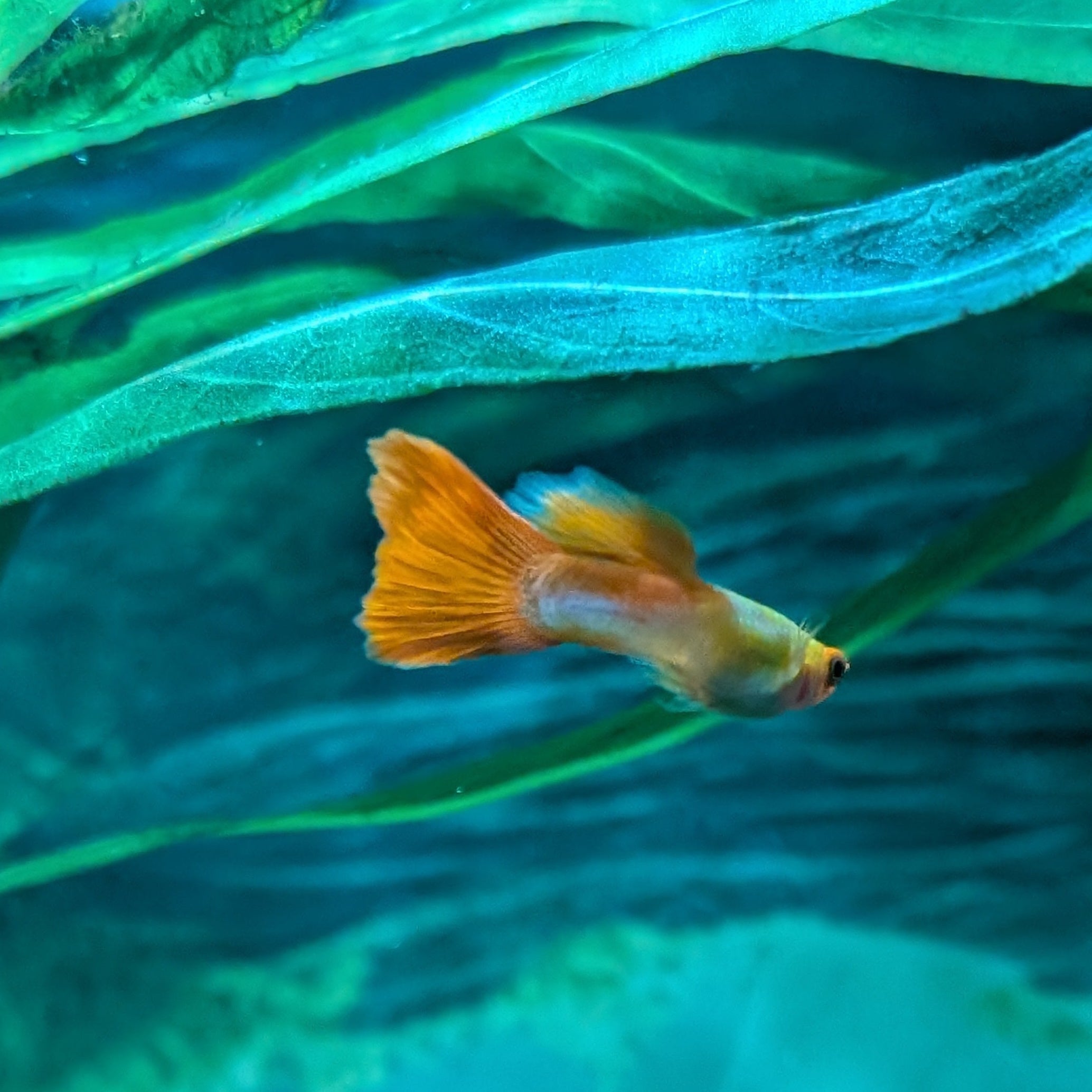 Koi Guppy Pair