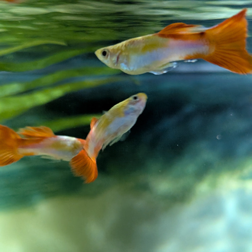 Koi Guppy Pair