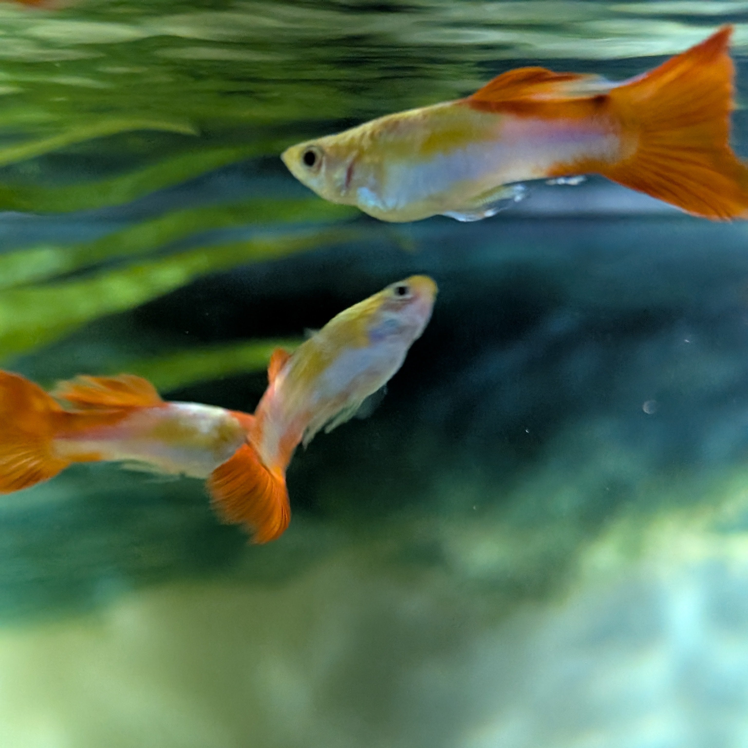 Koi Guppy Pair