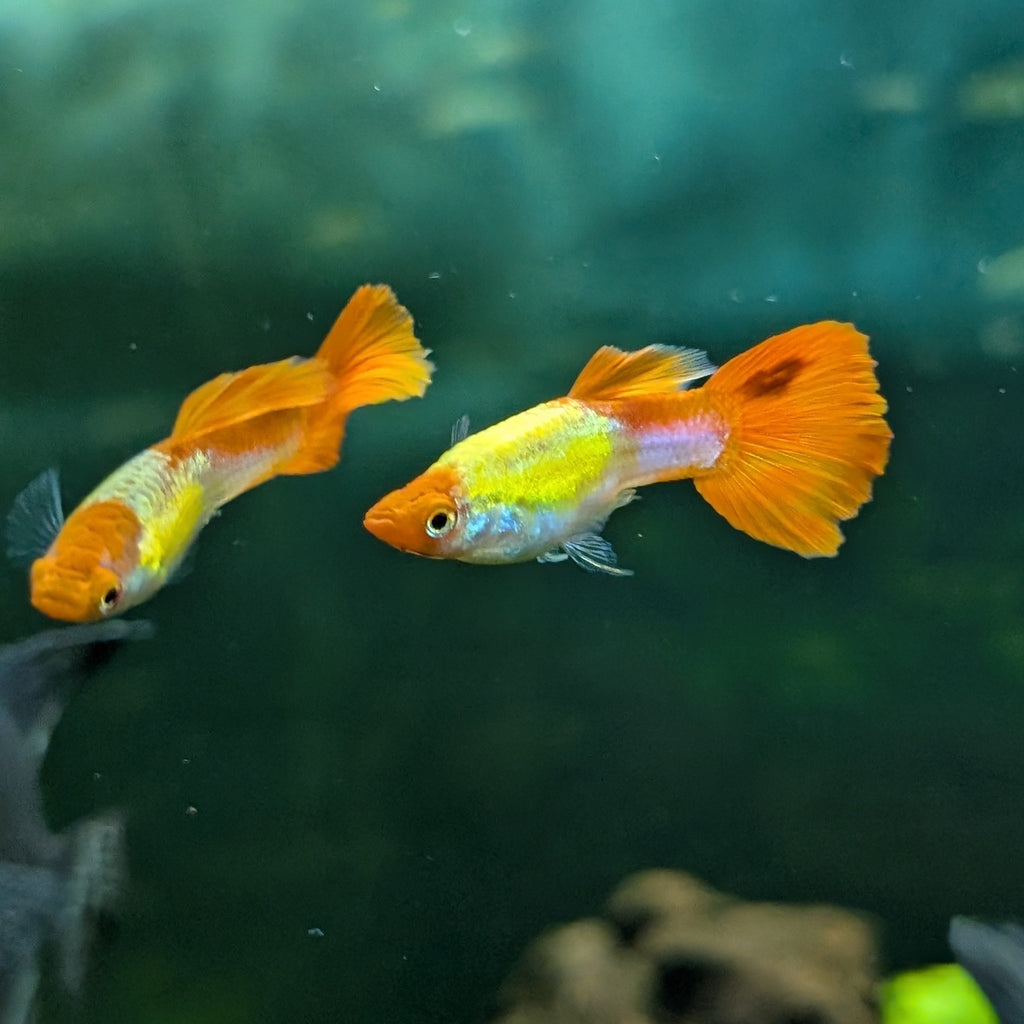Koi Guppy Pair