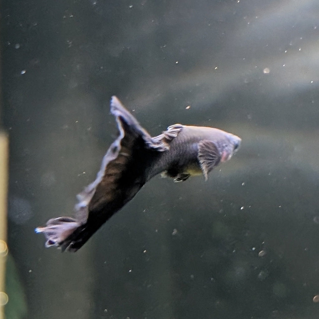 Black Moscow Guppy Pair