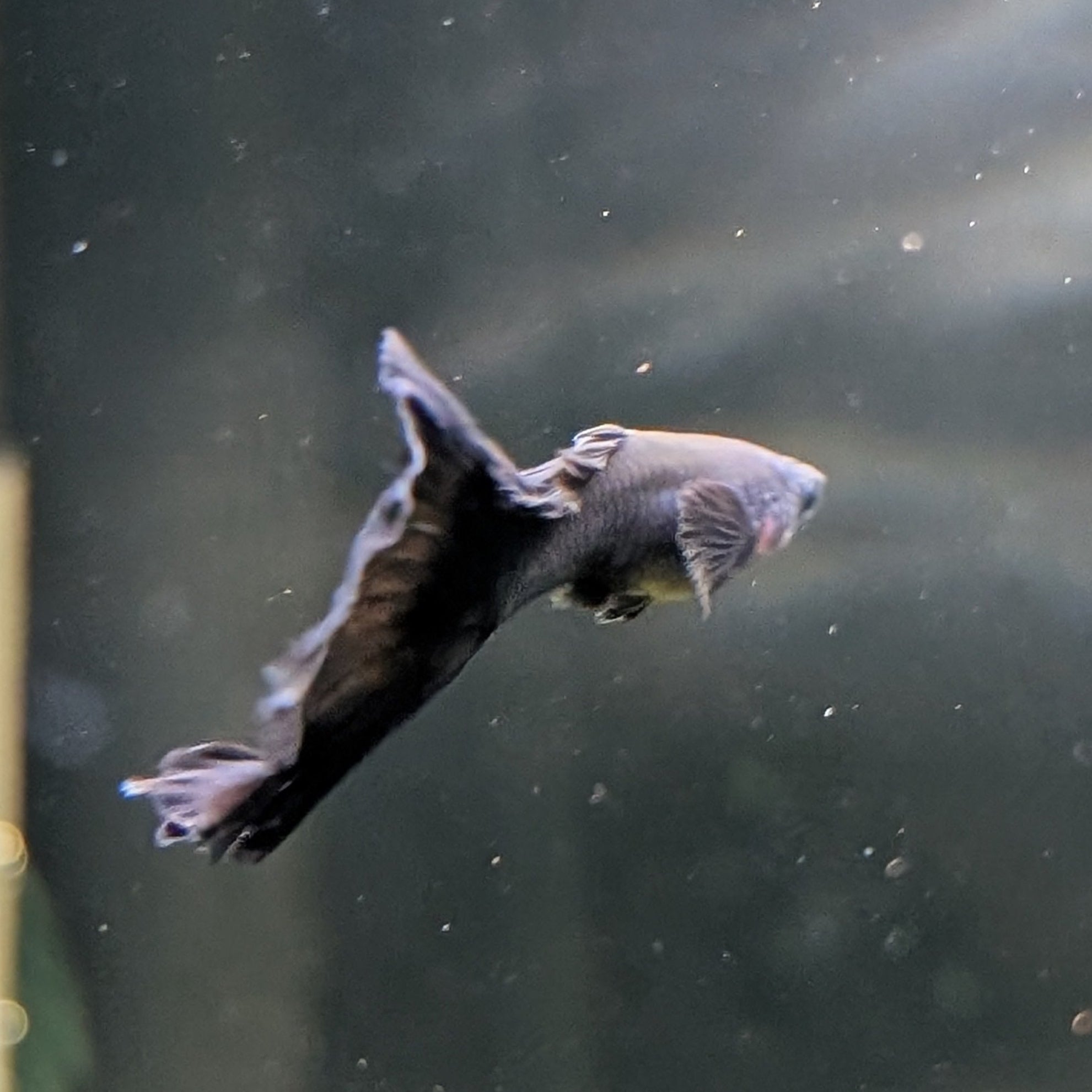Black Moscow Guppy Pair