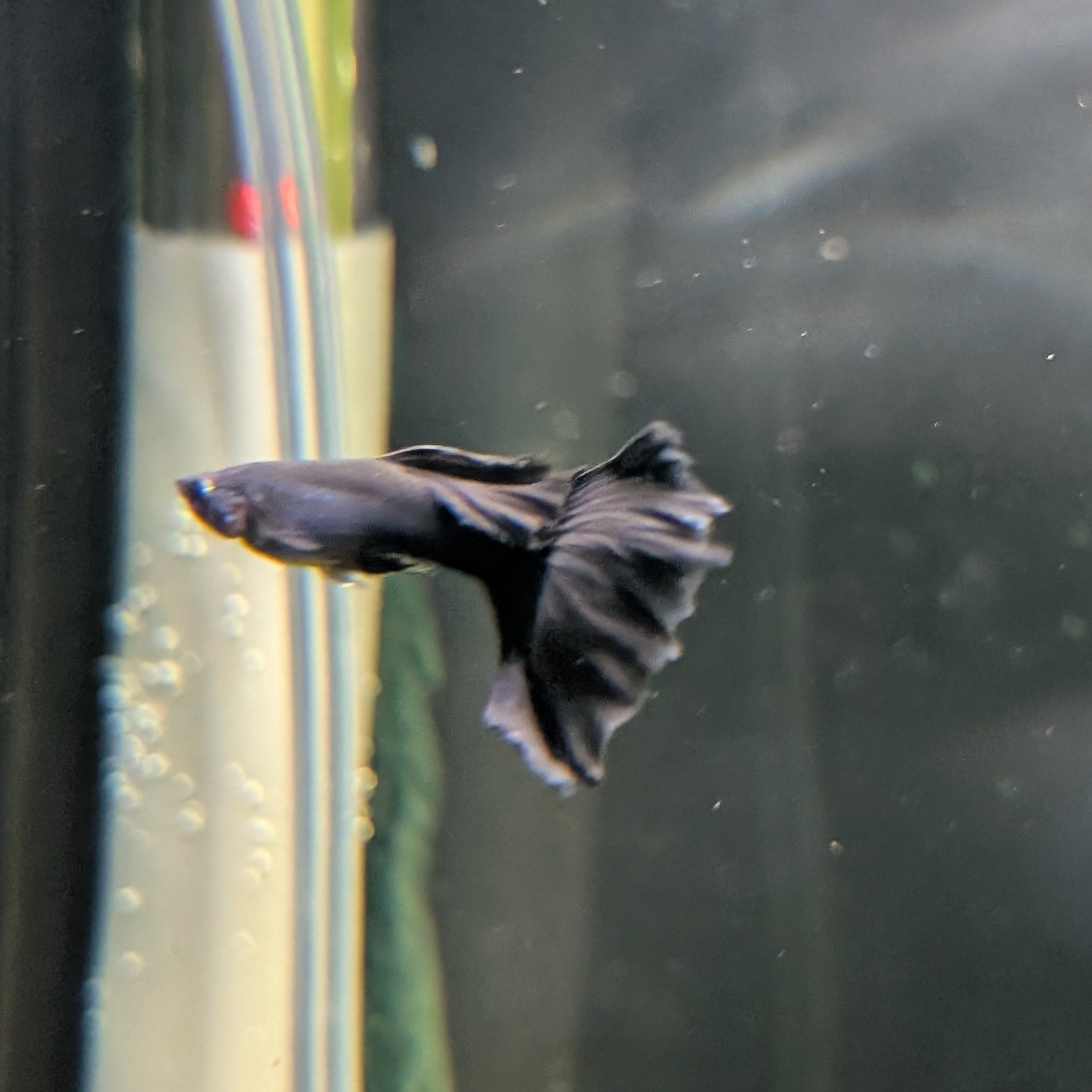 Black Moscow Guppy Pair