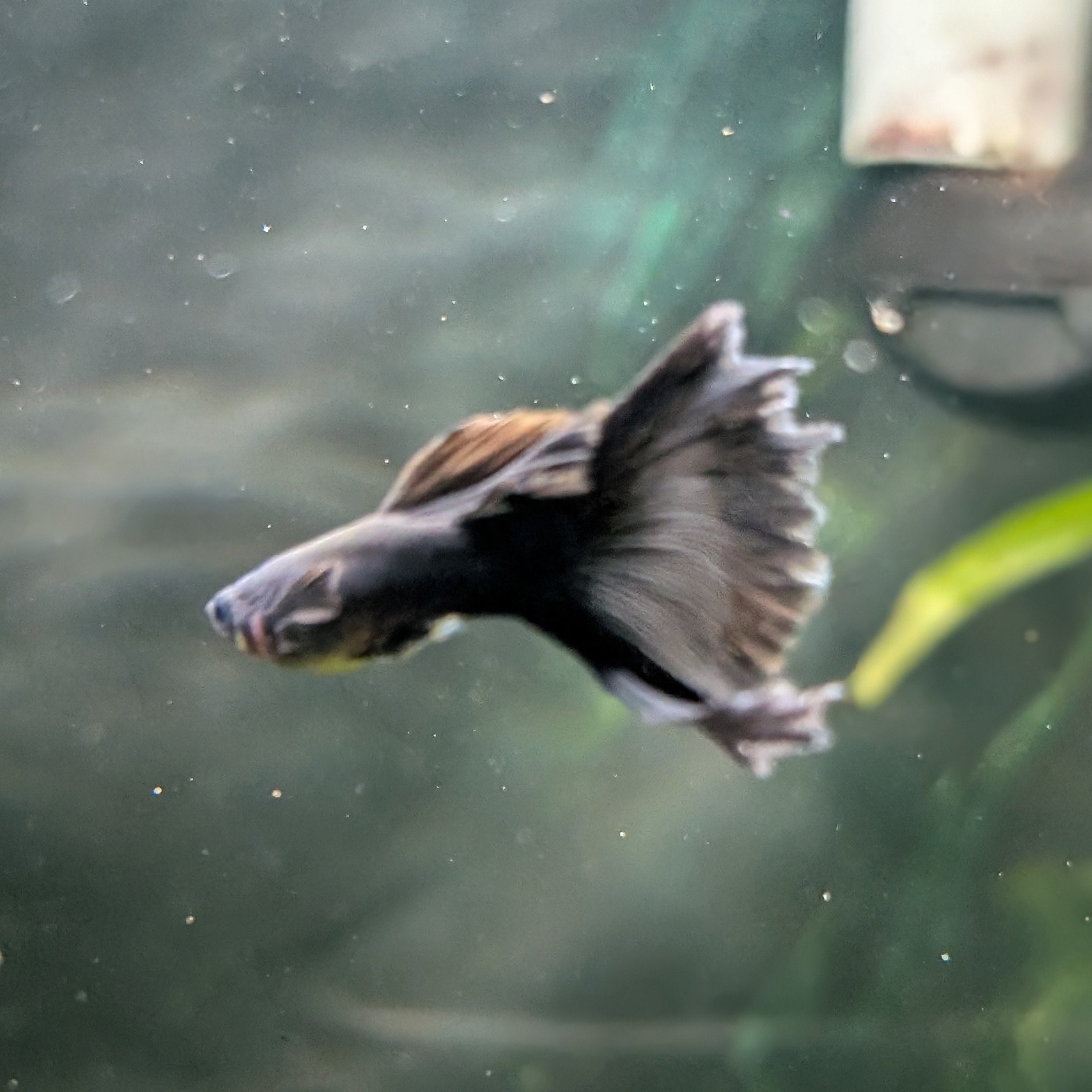 Black Moscow Guppy Pair