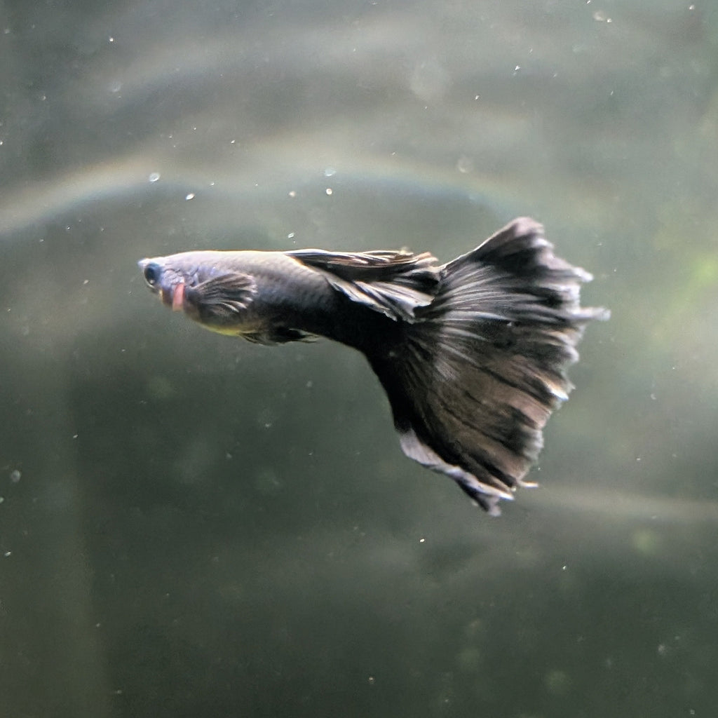 Black Moscow Guppy Pair