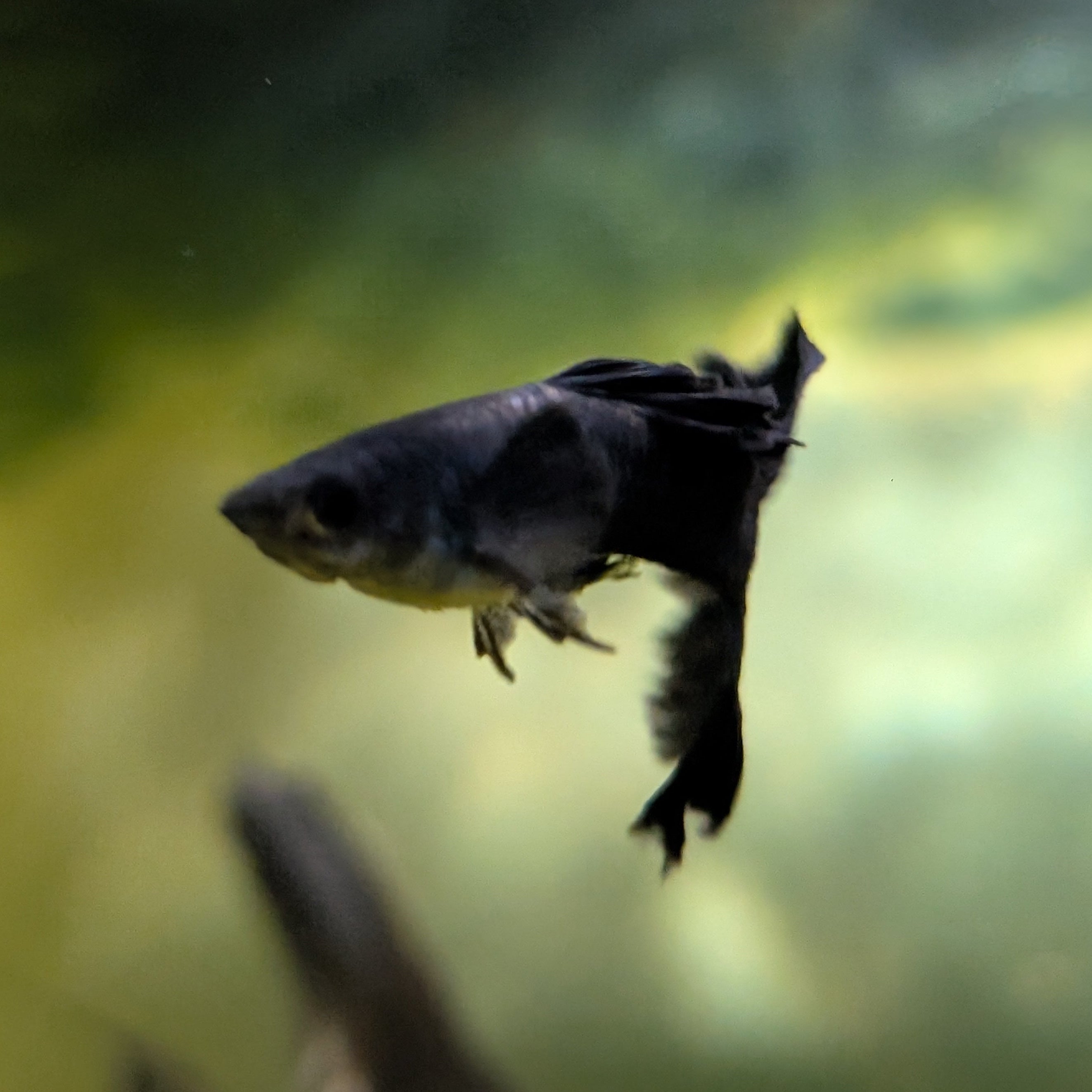 Black Moscow Guppy Pair