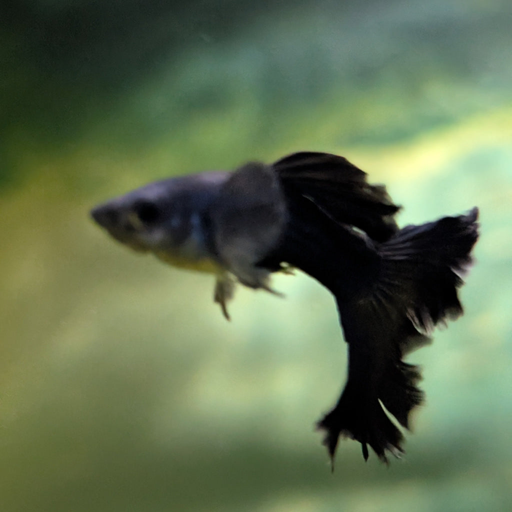 Black Moscow Guppy Pair