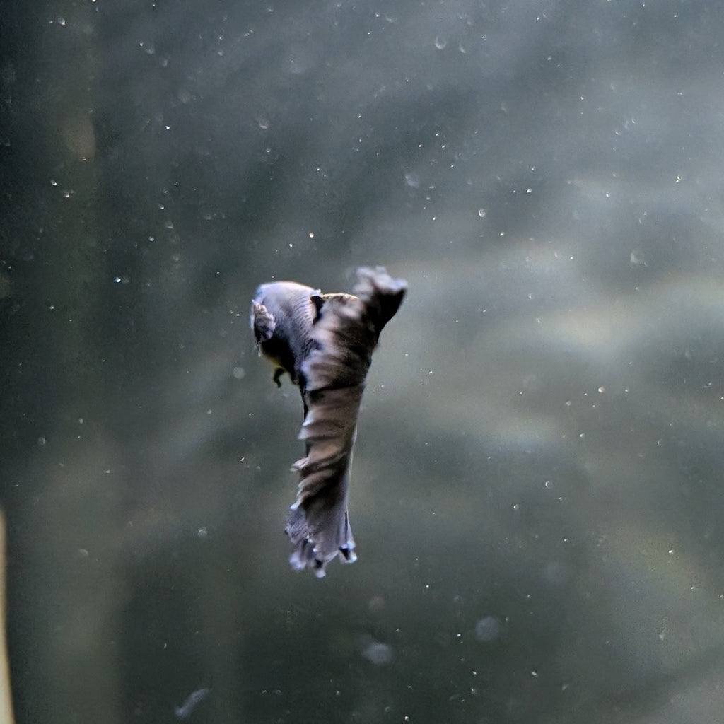 Black Moscow Guppy Pair