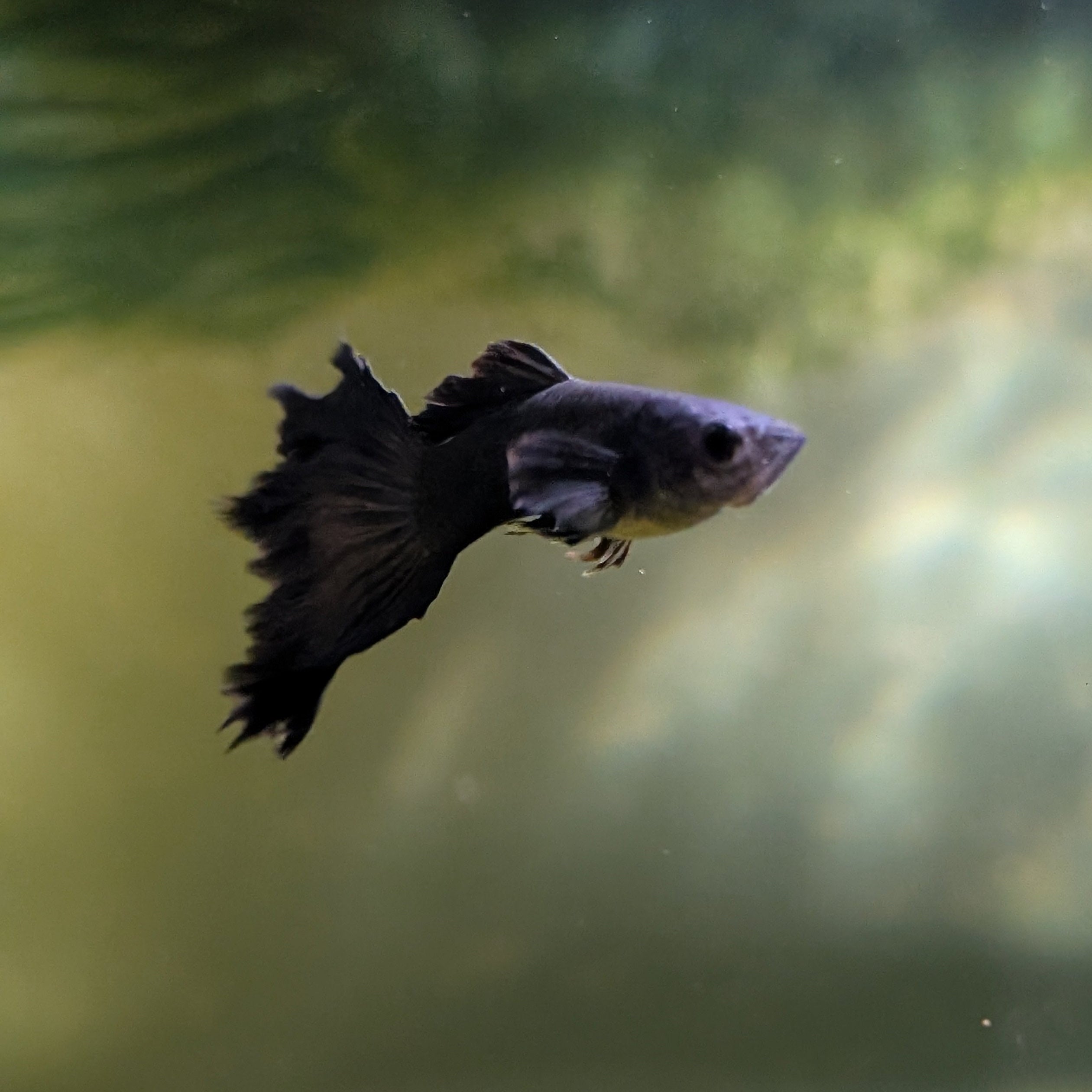 Black Moscow Guppy Pair