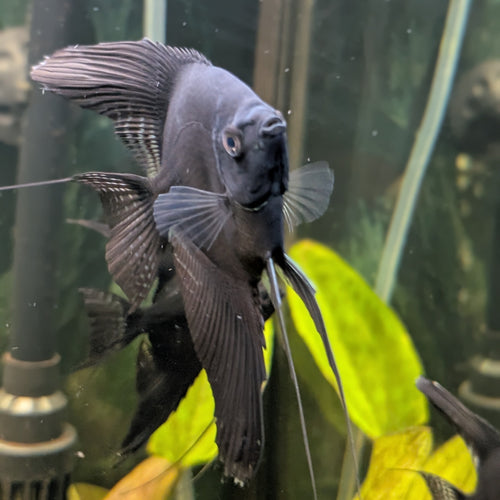 Black Angelfish – Striking Deep-Black Freshwater Showpiece