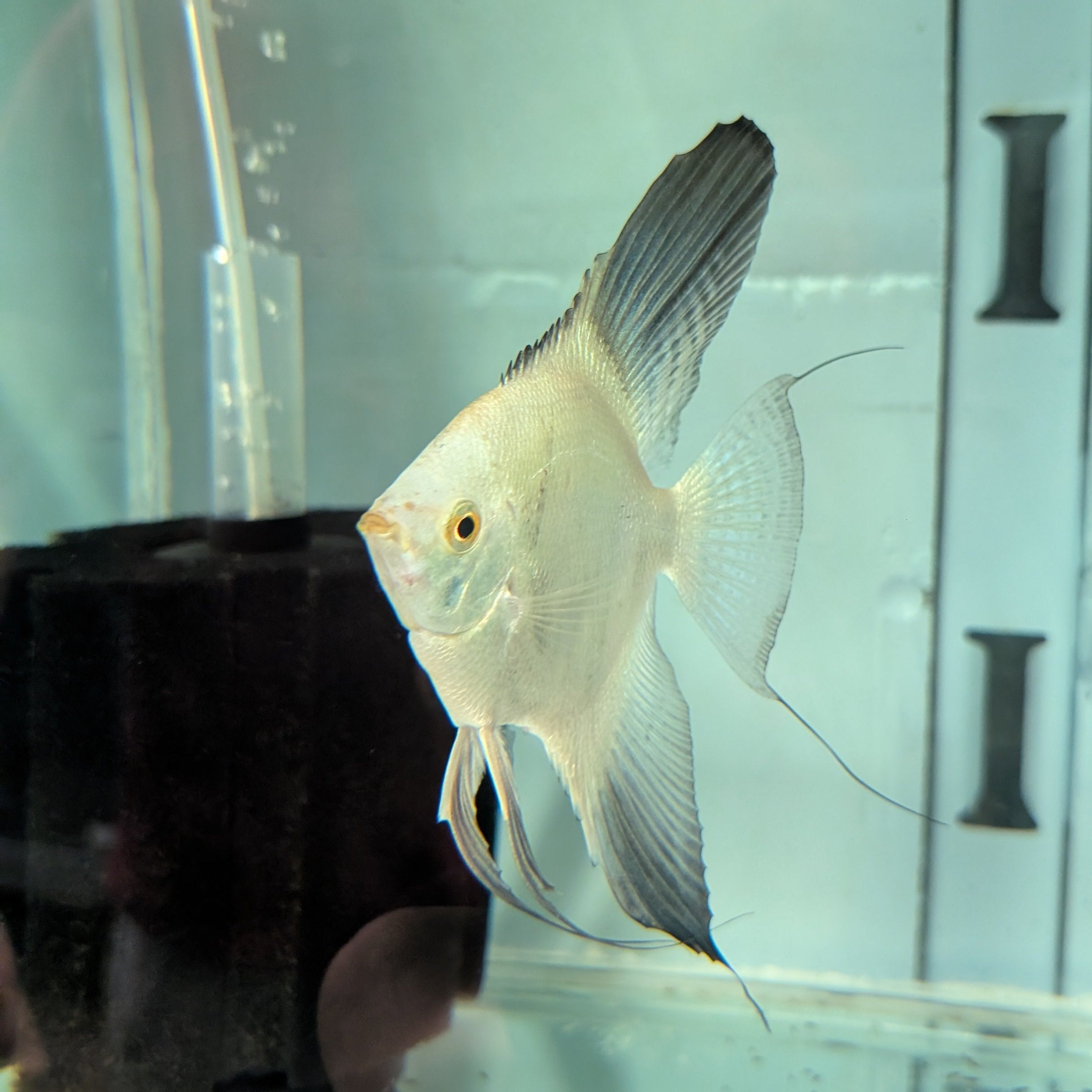Bulgarian Seal Point Angelfish – Rare Hybrid with Stunning Markings