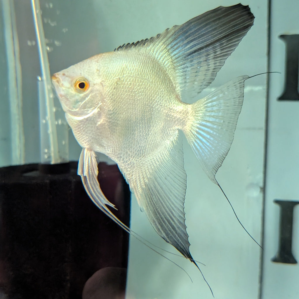 Bulgarian Seal Point Angelfish – Rare Hybrid with Stunning Markings