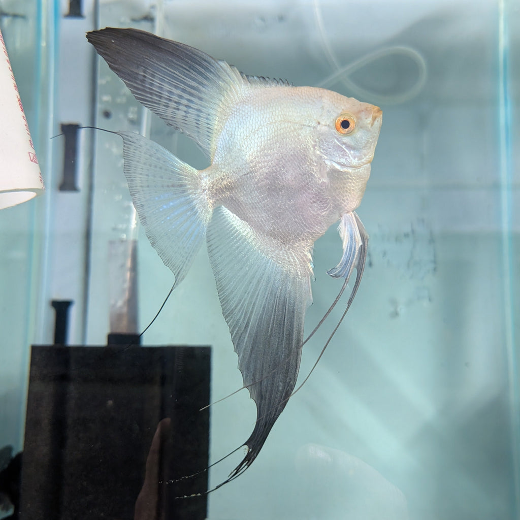Bulgarian Seal Point Angelfish – Rare Hybrid with Stunning Markings