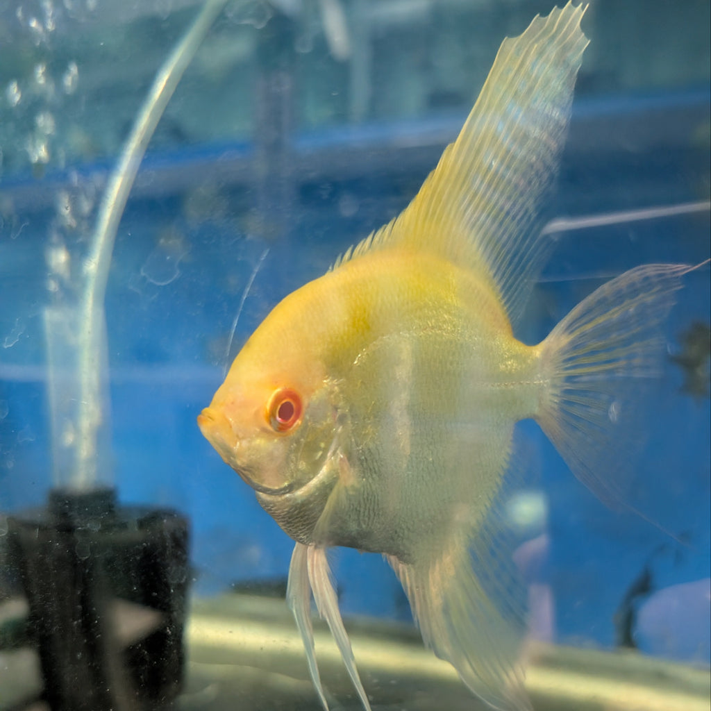 Albino Angelfish – Rare Pearl-White Freshwater Fish
