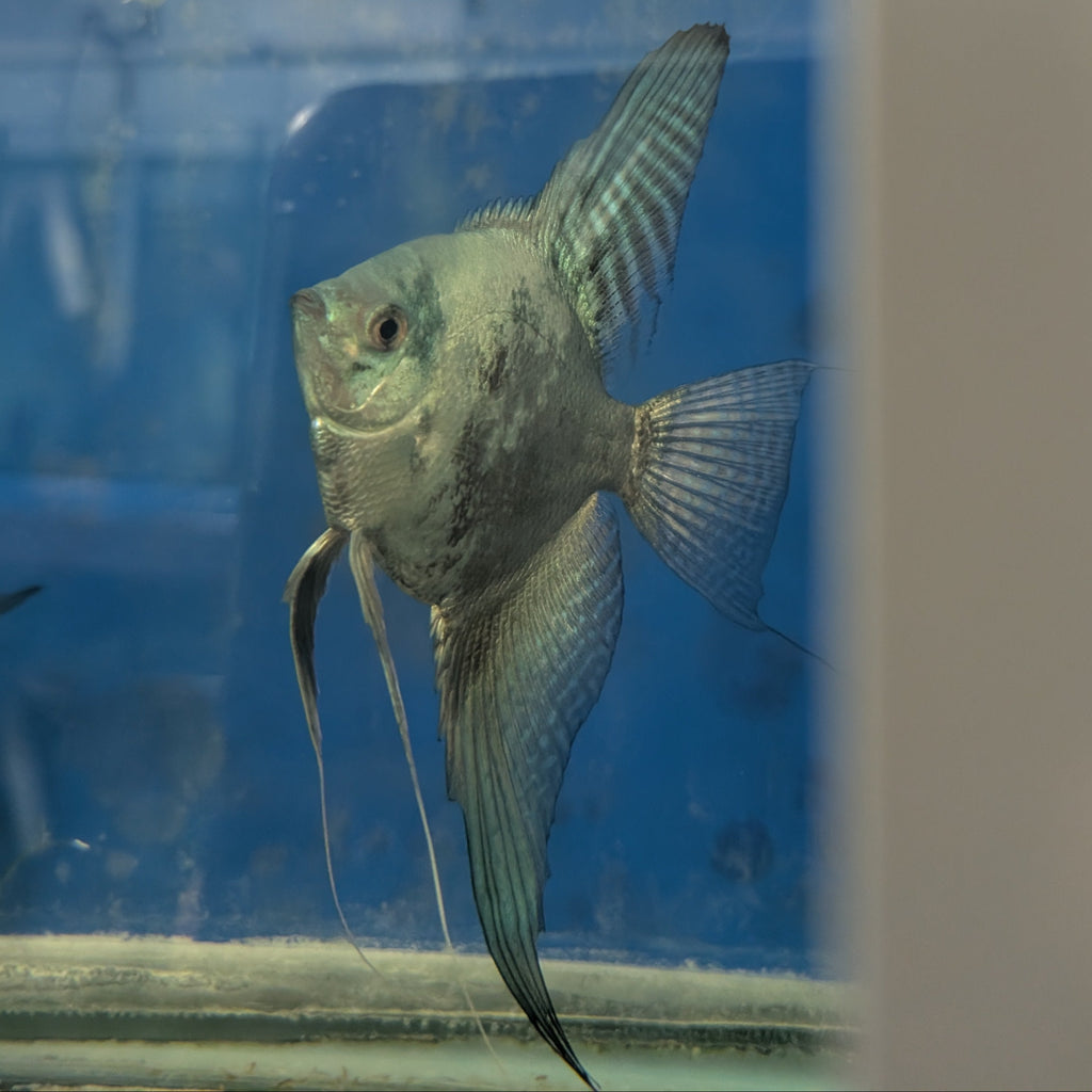 Smokey Blue Angelfish – Dramatic Charcoal & Blue Freshwater Fish
