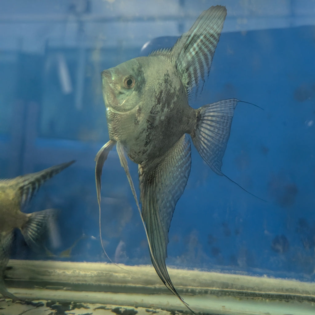 Smokey Blue Angelfish – Dramatic Charcoal & Blue Freshwater Fish