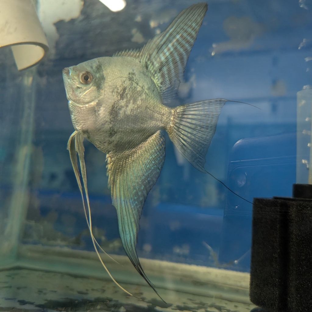 Smokey Blue Angelfish – Dramatic Charcoal & Blue Freshwater Fish