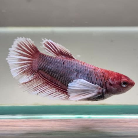 Lavender Halfmoon Betta – Rare Purple Betta Fish