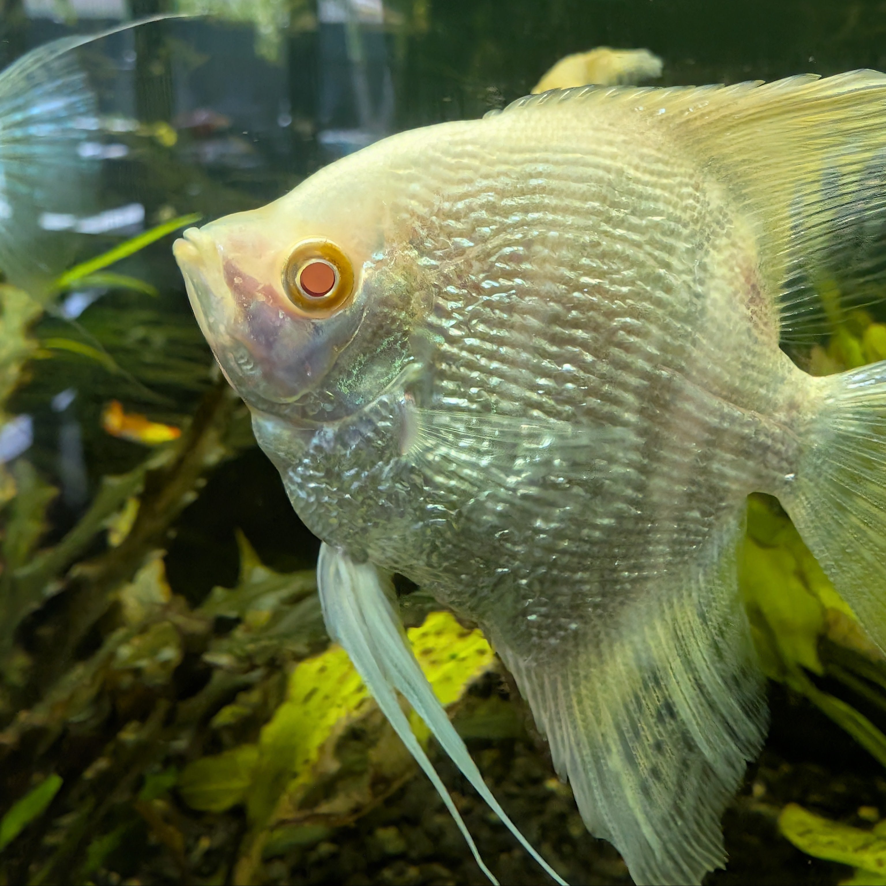 Albino Angelfish – Rare Pearl-White Freshwater Fish