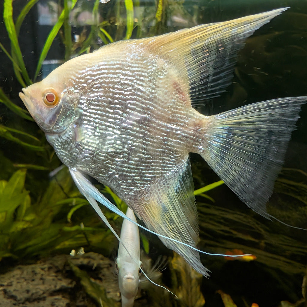 Albino Angelfish – Rare Pearl-White Freshwater Fish