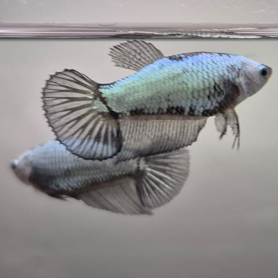 Black & White Samurai Betta – Rare Contrast Betta Fish