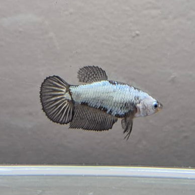 Black & White Samurai Betta – Rare Contrast Betta Fish