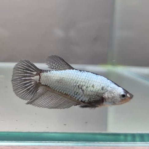 Black & White Samurai Betta – Rare Contrast Betta Fish