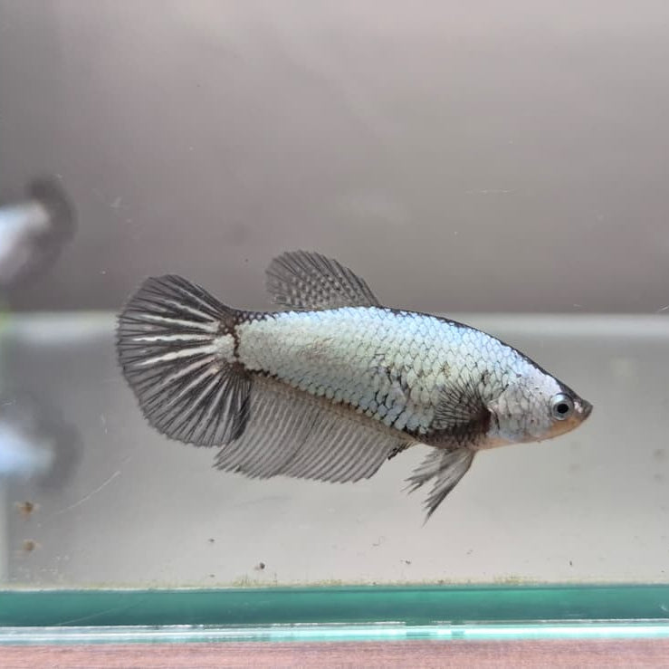 Black & White Samurai Betta – Rare Contrast Betta Fish