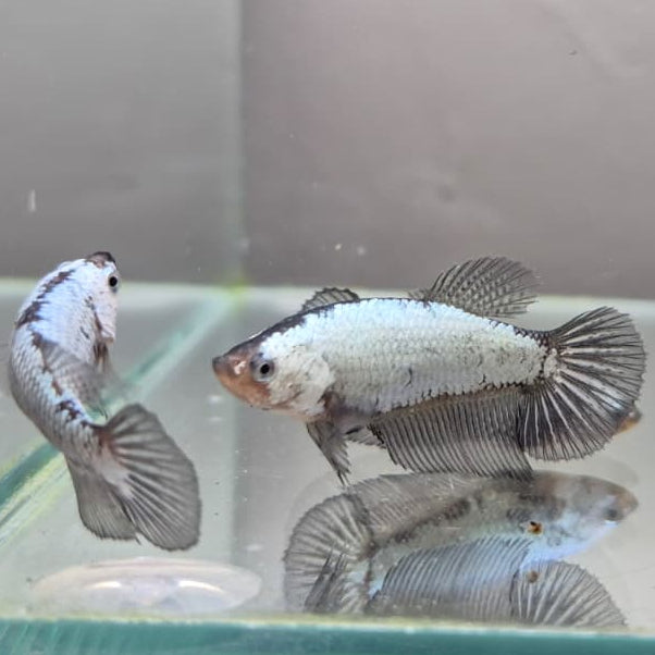 Black & White Samurai Betta – Rare Contrast Betta Fish