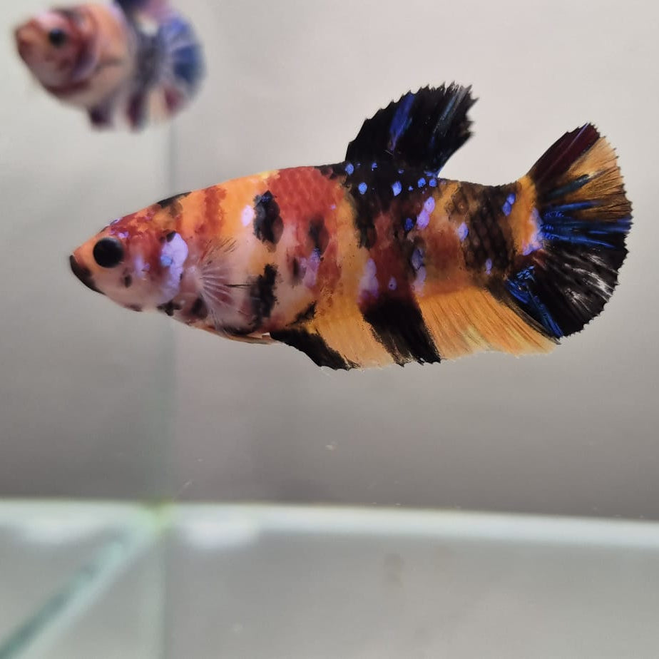 Koi Betta – Stunning Koi-Patterned Betta Fish