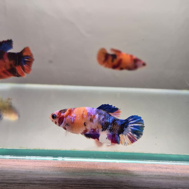 Koi Betta – Stunning Koi-Patterned Betta Fish